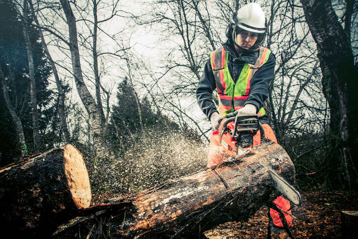 Arborist cutting tree
