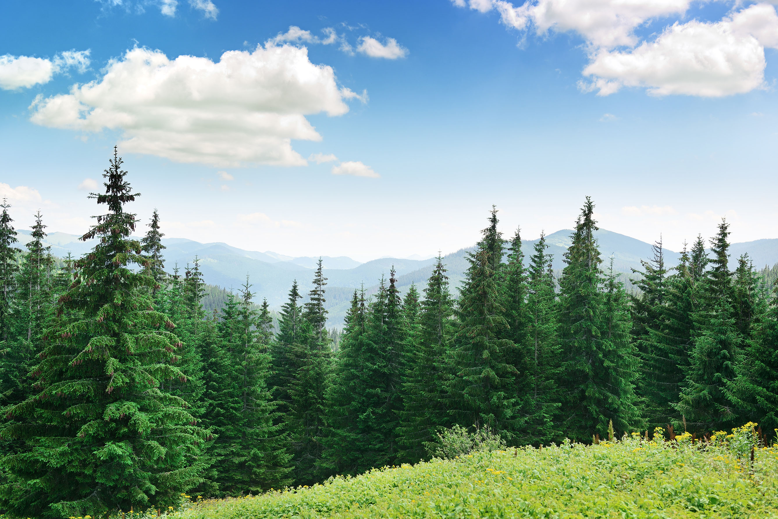 forest of trees with mountainous background in bc